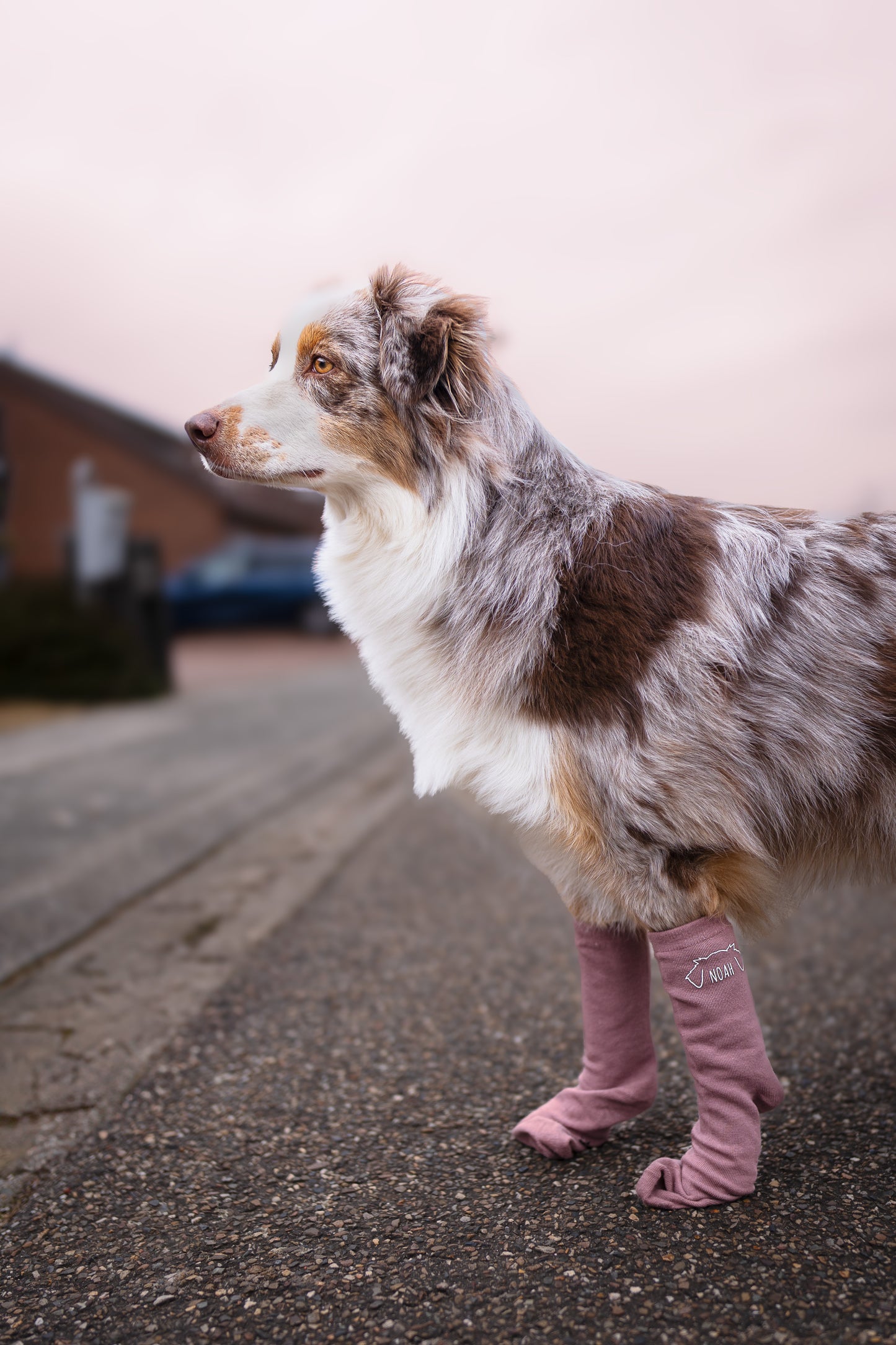 EAR DECAL SOCKS